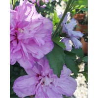 Гібіскус Арденс (Hibiscus syriacus Ardens)